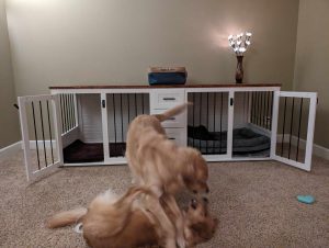 Dogs playing in front of dog crate